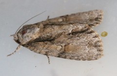Acronicta connecta