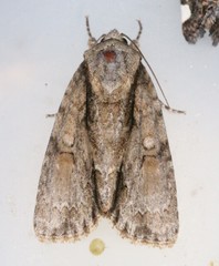 Acronicta connecta
