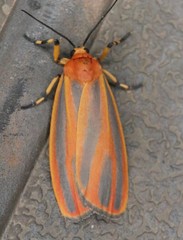 Hypoprepia miniata