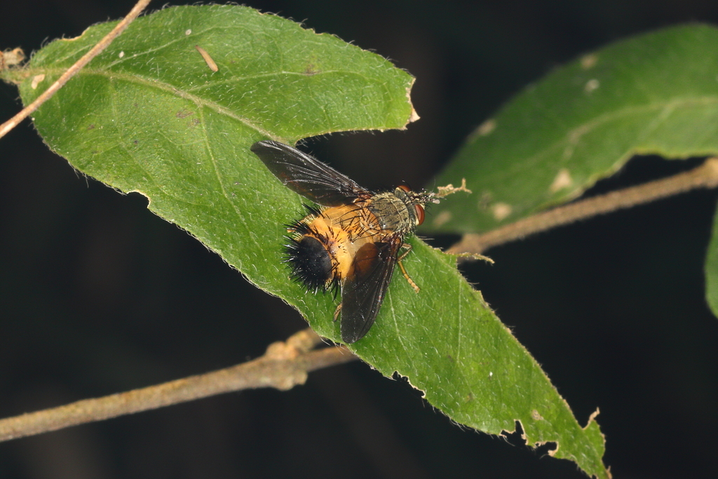 Oxyepalpus
