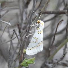 Philtraea paucimacula