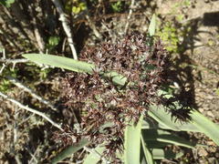Crassula perfoliata coccinea