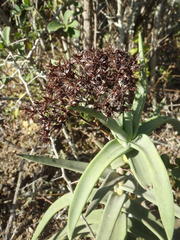 Crassula perfoliata coccinea