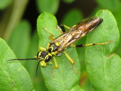 Tenthredo verticalis