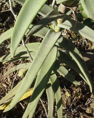 Crassula perfoliata coccinea