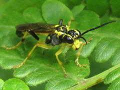 Tenthredo verticalis