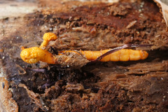 Ophiocordyceps variabilis