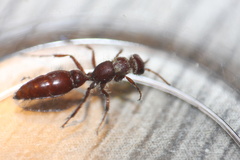 Typhoctes peculiaris