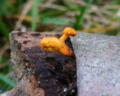 Ophiocordyceps variabilis