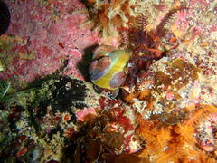 Crepidula porcellana