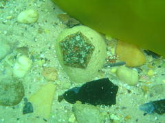 Parvulastra dyscrita