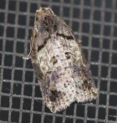 Cryptoptila immersana