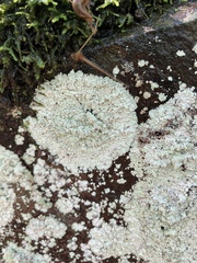 Lepraria normandinoides