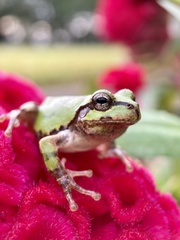 Hyla japonica