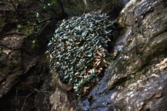 Oldenburgia intermedia