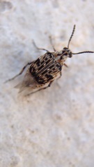 Neltumius arizonensis