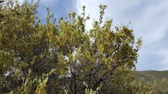 Quercus × acutidens
