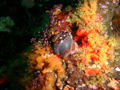 Crepidula porcellana