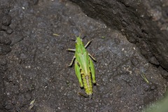 Chimarocephala pacifica pacifica