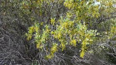 Quercus × acutidens