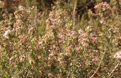 Agathosma foetidissima