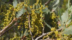 Quercus × acutidens