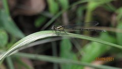 Odonata