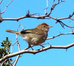 Cisticola fulvicapilla