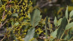 Quercus × acutidens