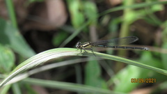 Odonata