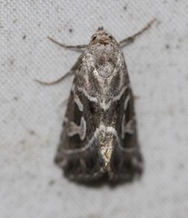 Chaograptis crystallodes