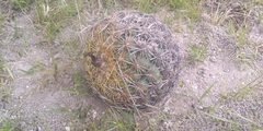 Coryphantha pseudoradians