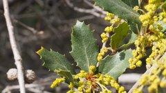 Quercus × acutidens