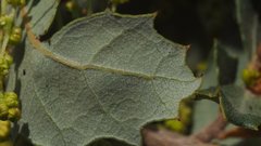 Quercus × acutidens