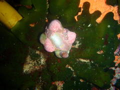 Crepidula porcellana