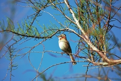 Zonotrichia capensis