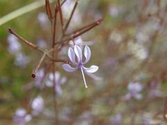 Prismatocarpus diffusus