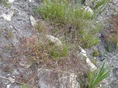 Prismatocarpus diffusus