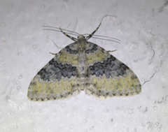 Entephria cyanata