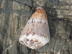 Conus capitaneus
