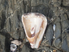 Conus capitaneus