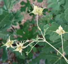 Clematis campaniflora