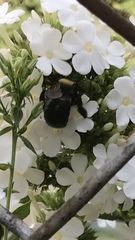 Xylocopa virginica