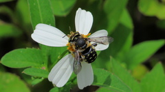 Anthidium maculifrons