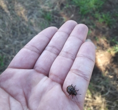 Platyphora congregata