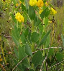 Rafnia elliptica