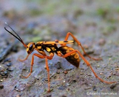 Sphictostethus gravesii