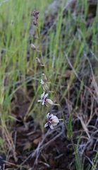 Streptanthus glandulosus secundus