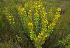 Rafnia elliptica