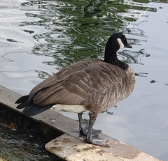 Branta canadensis